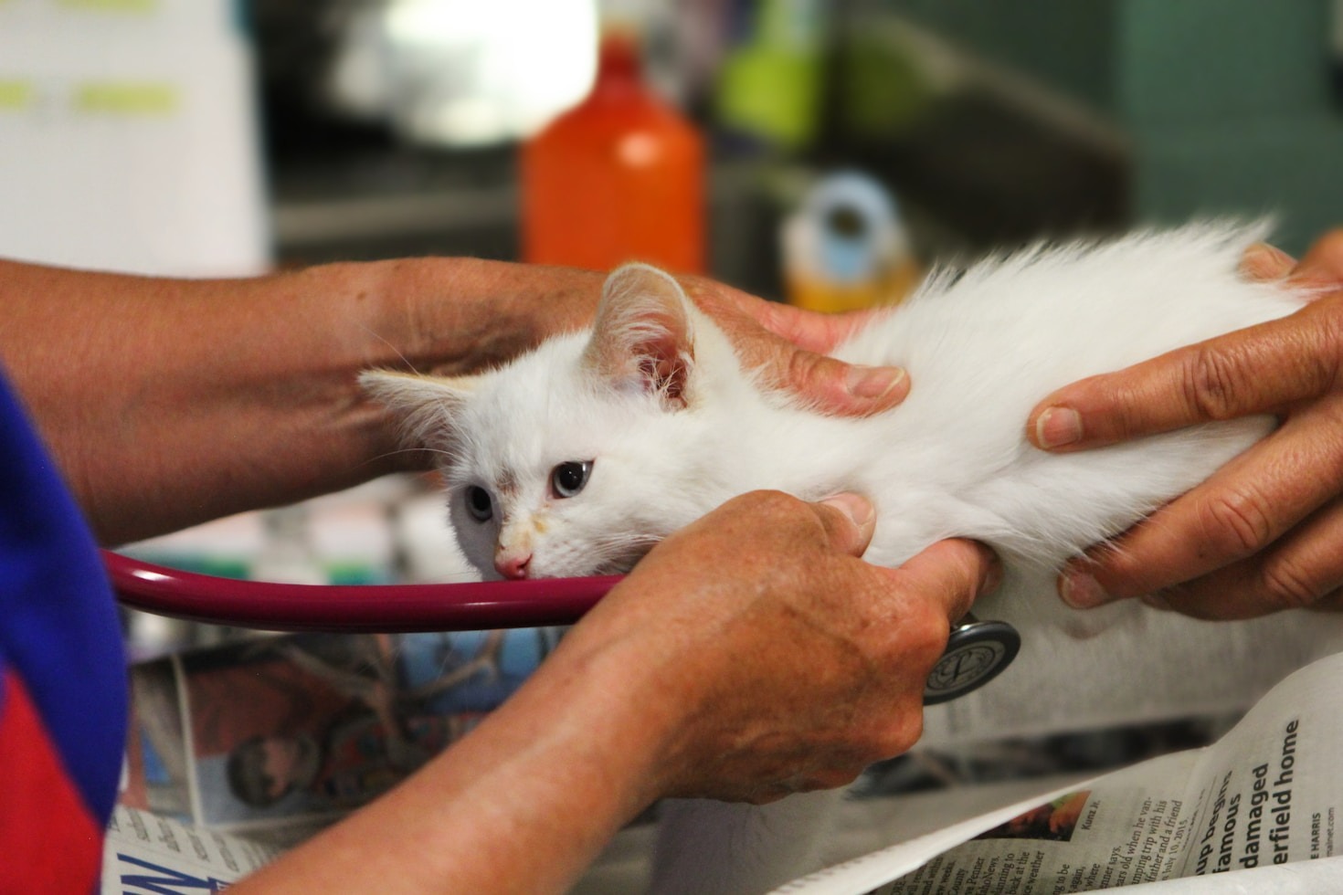 Como o Design Minimalista Potencializa o E-commerce Veterinário